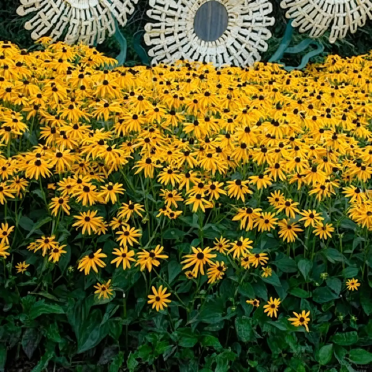 yarrow with cornflower and black-eyed Susan