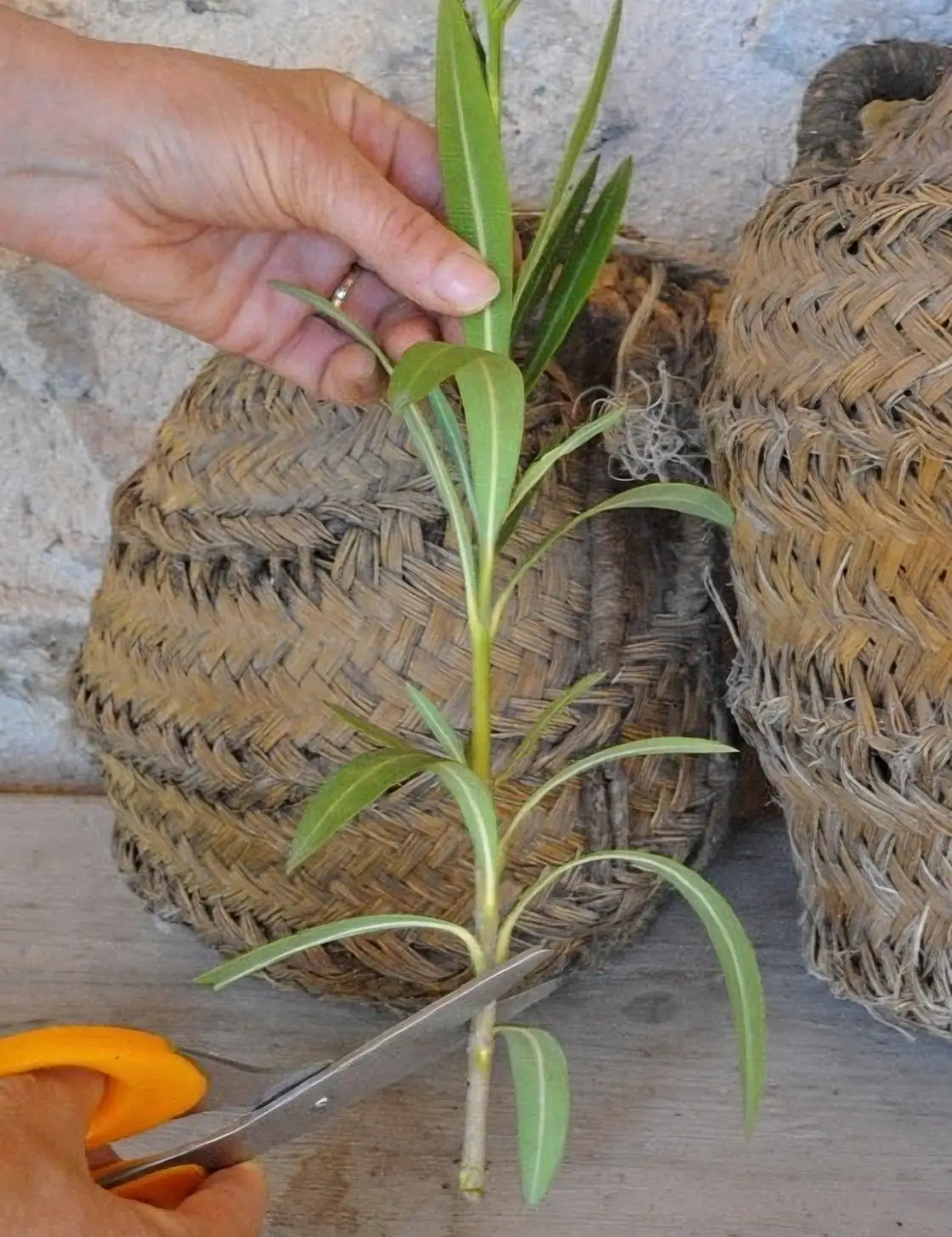 oleander cutting preparation