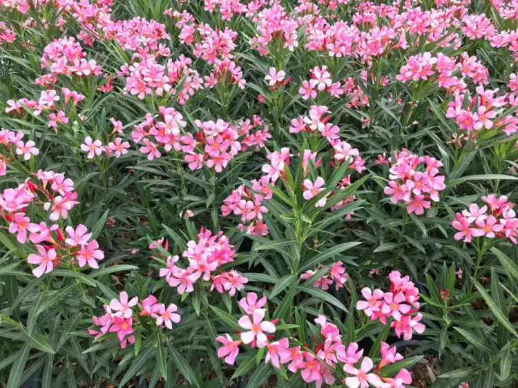 oleander soil propagation setup