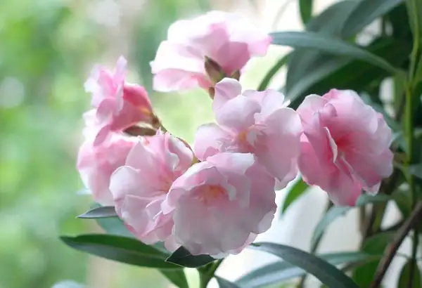 oleander water propagation indoors