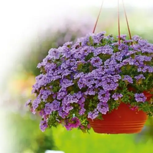 lavender and verbena in garden