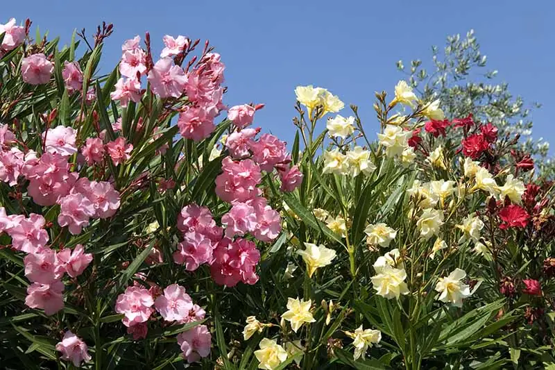 lupinus in garden with oleander