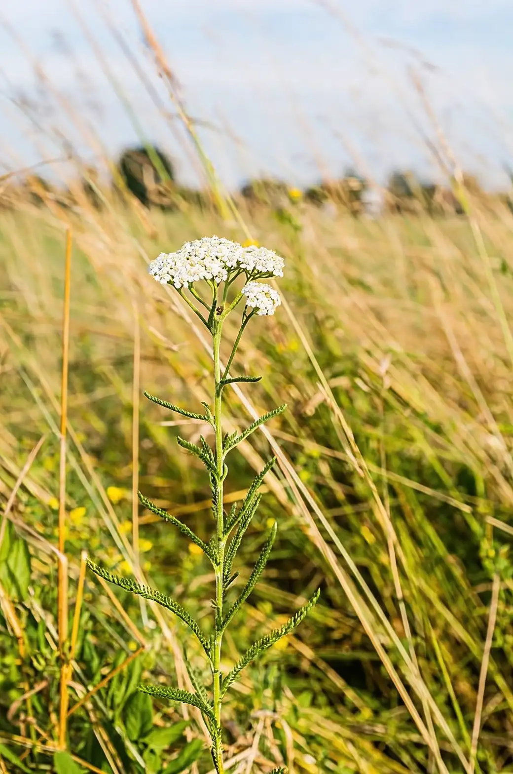yarrow planted on a hillside