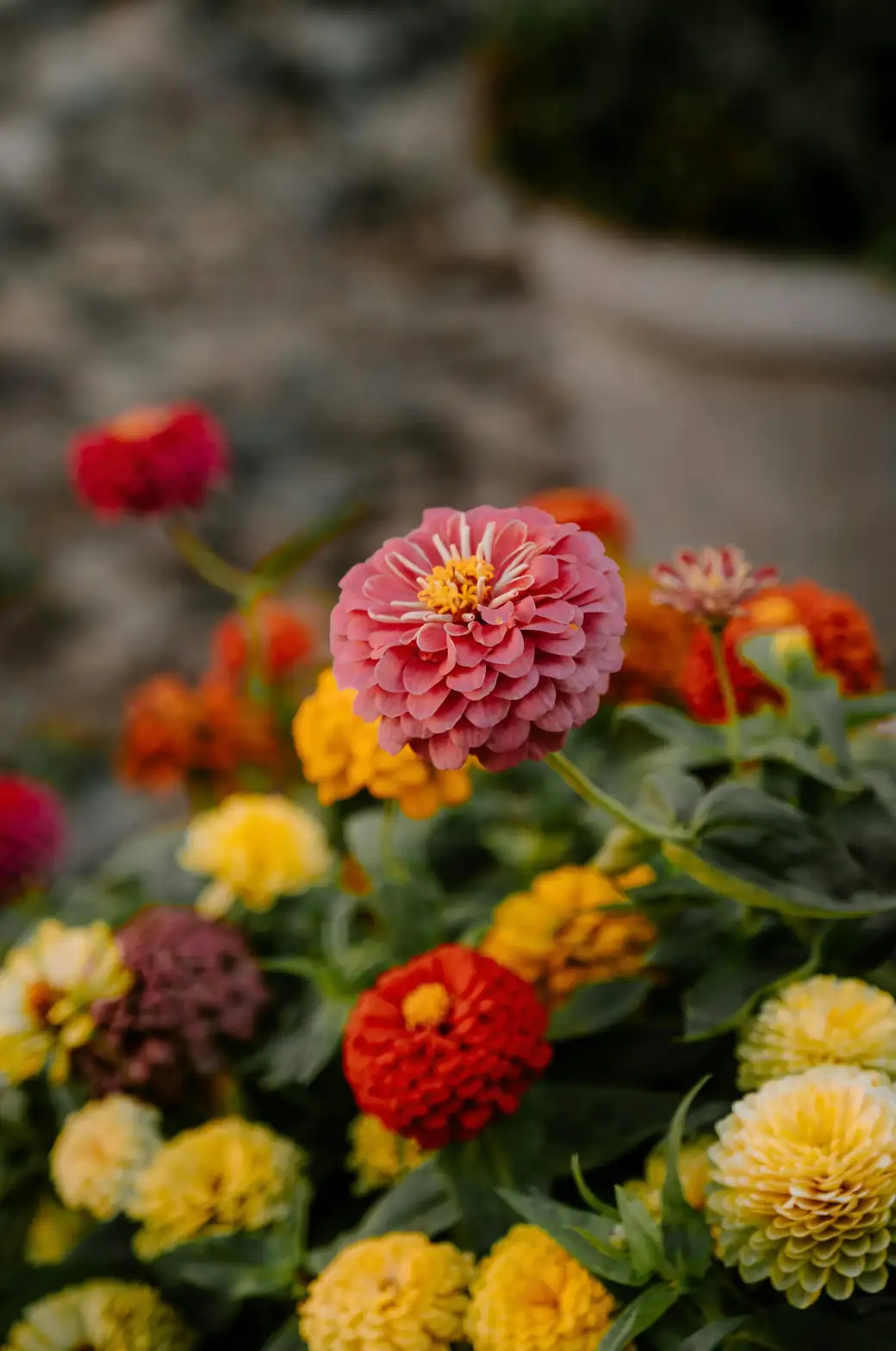 zinnia in sunny garden