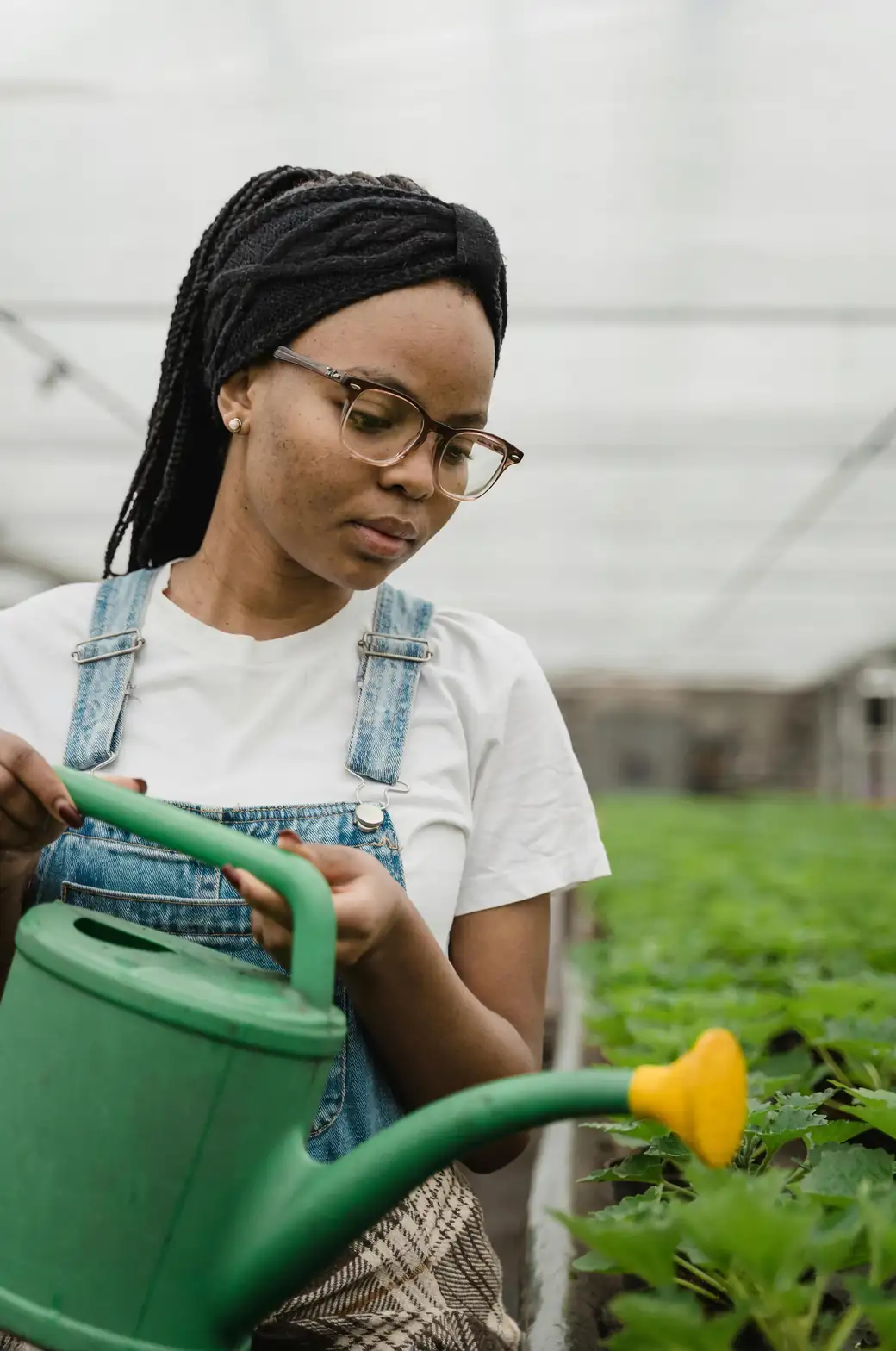 watering zinnia plants