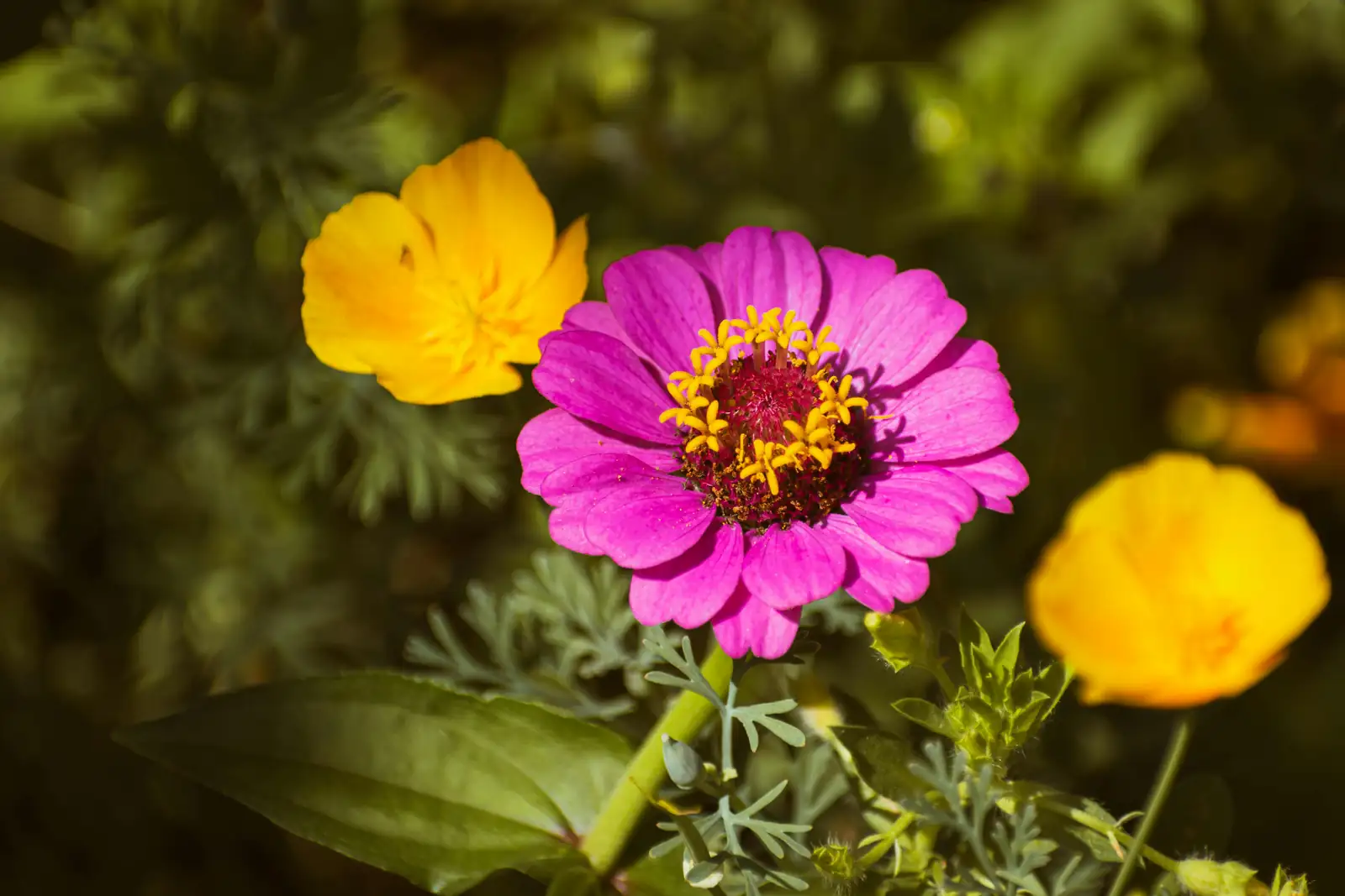 zinnia under sunlight