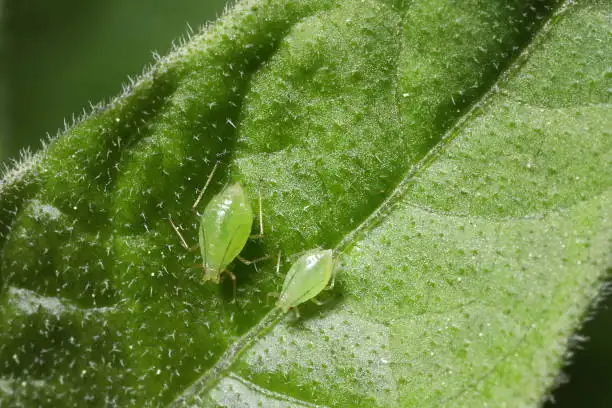 aphids on zinnia leaves
