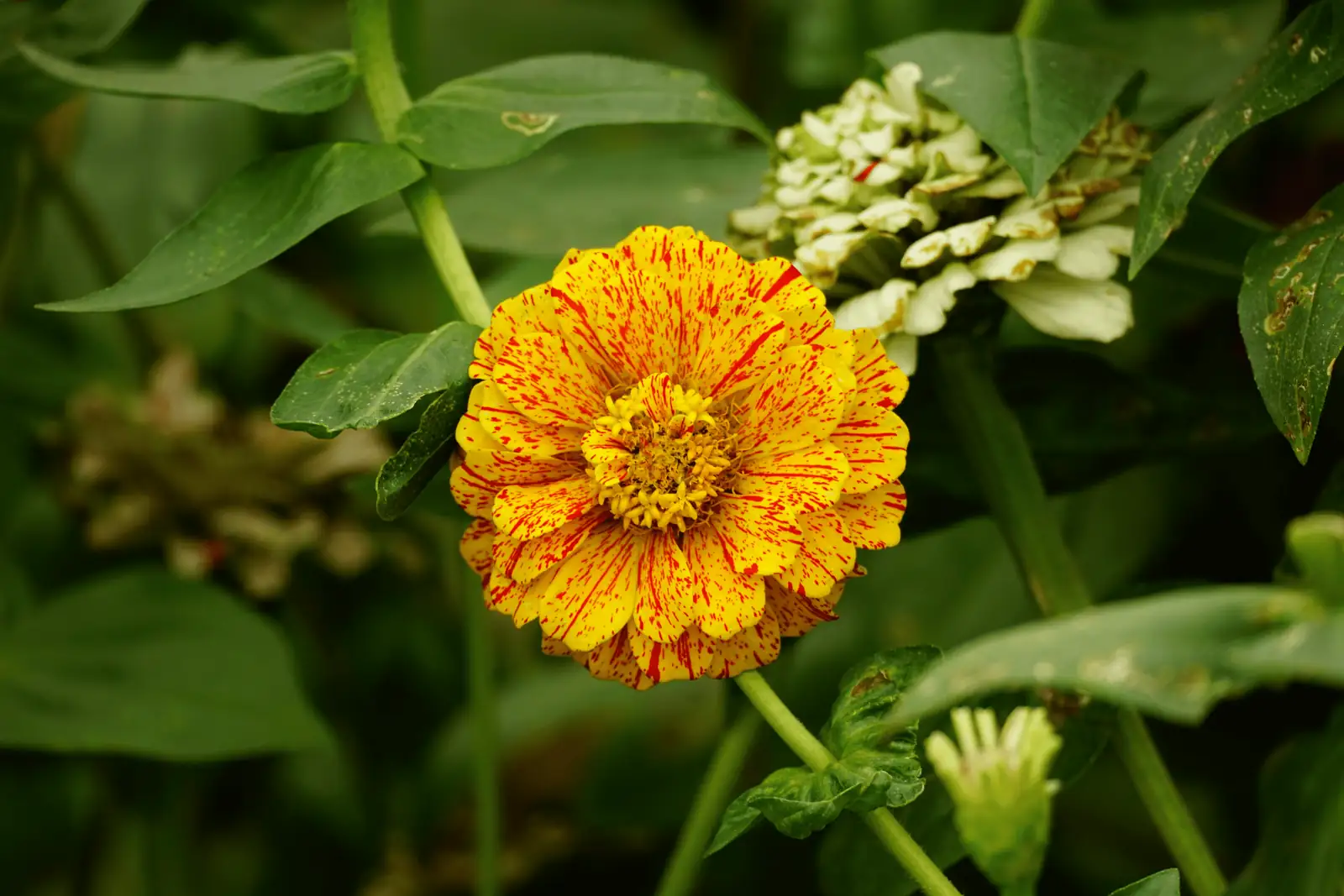 powdery mildew on zinnia leaves