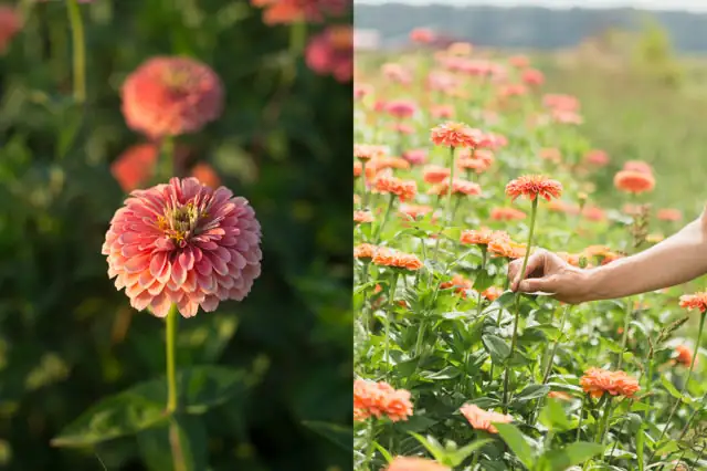 healthy zinnia garden care