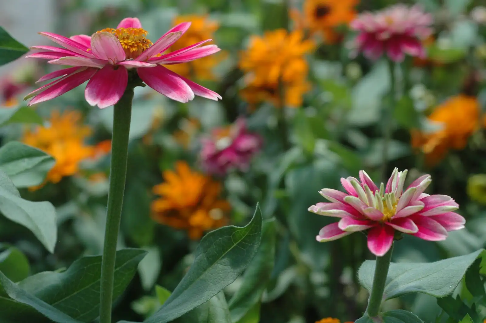 zinnia flowers in European garden