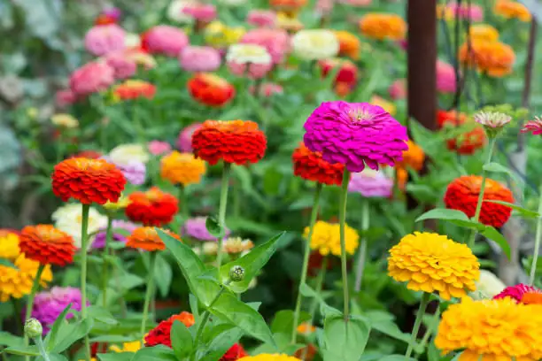 zinnia flower varieties in garden