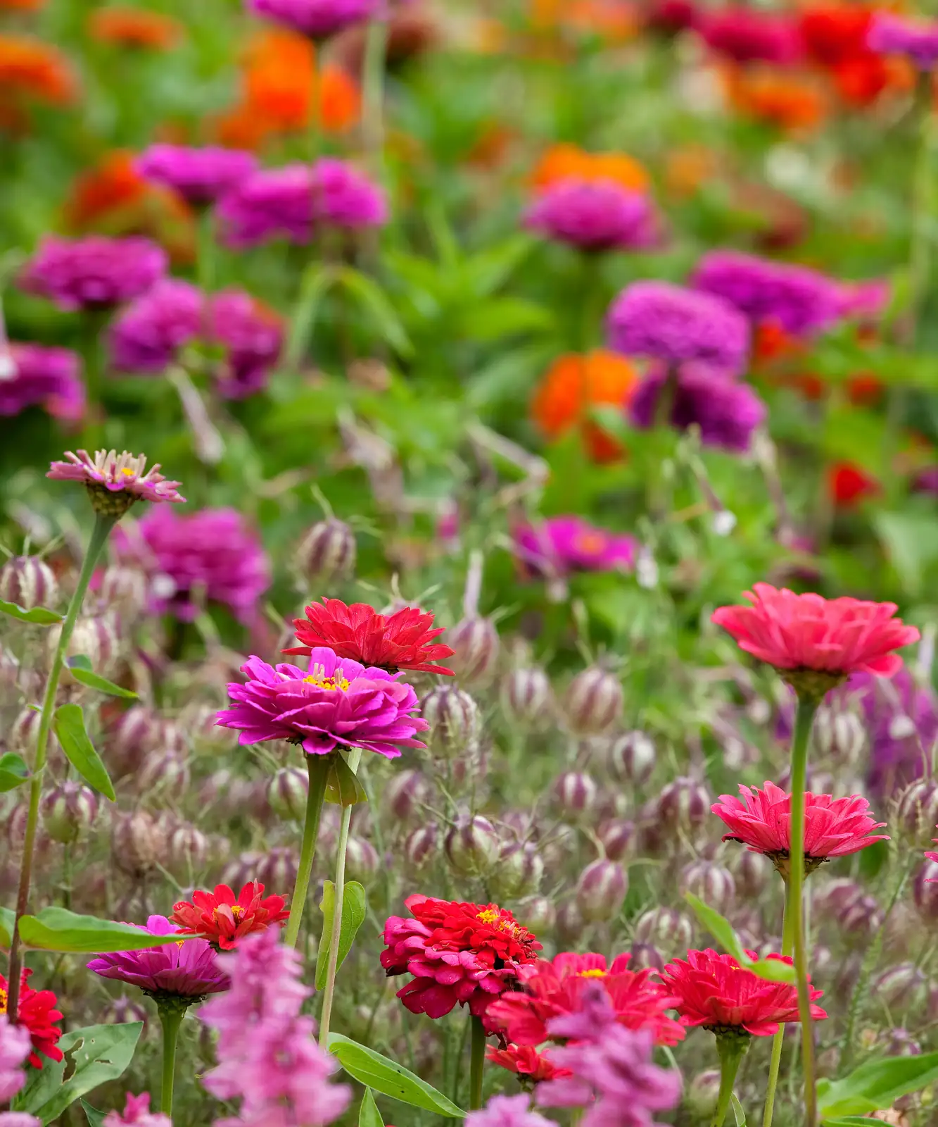 zinnia planting and care in garden