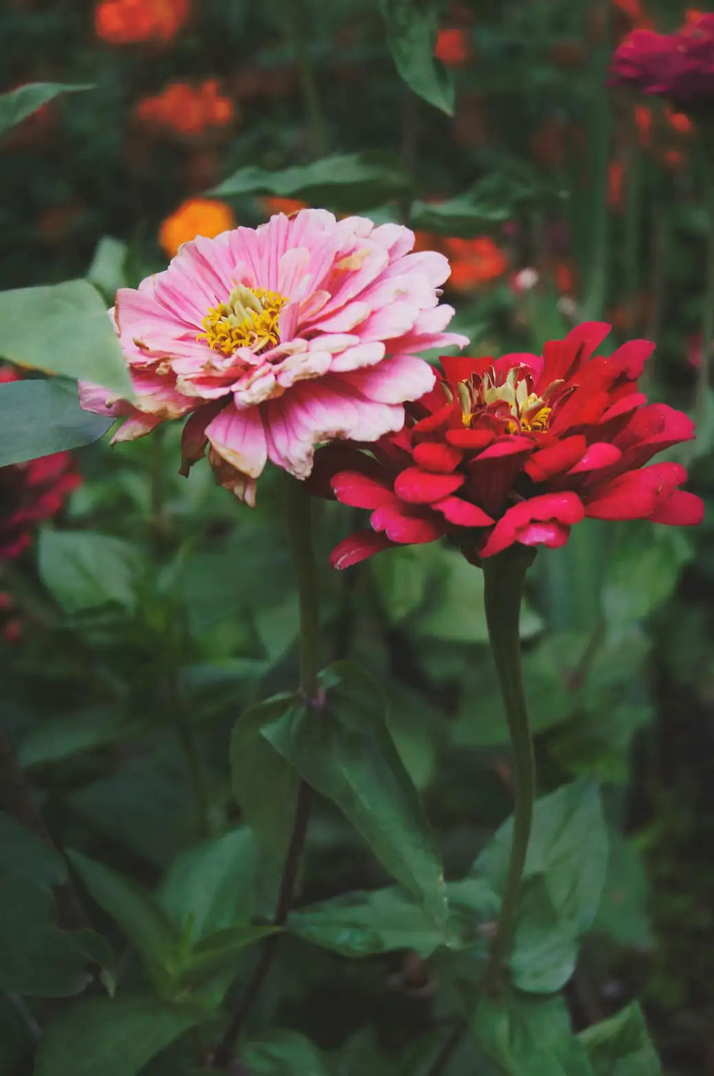 zinnia flowers in garden close-up