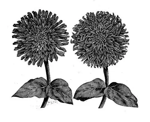 historical zinnia illustration