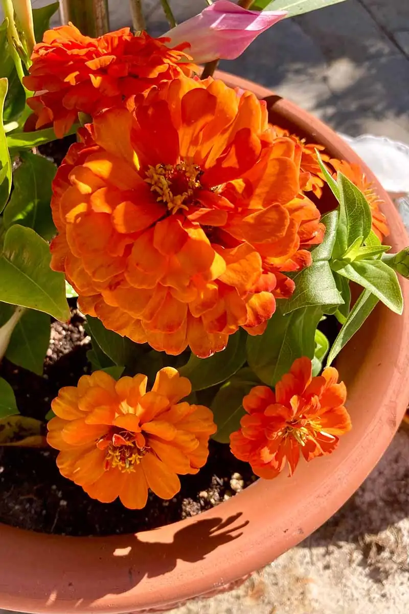 zinnia garden full sun
