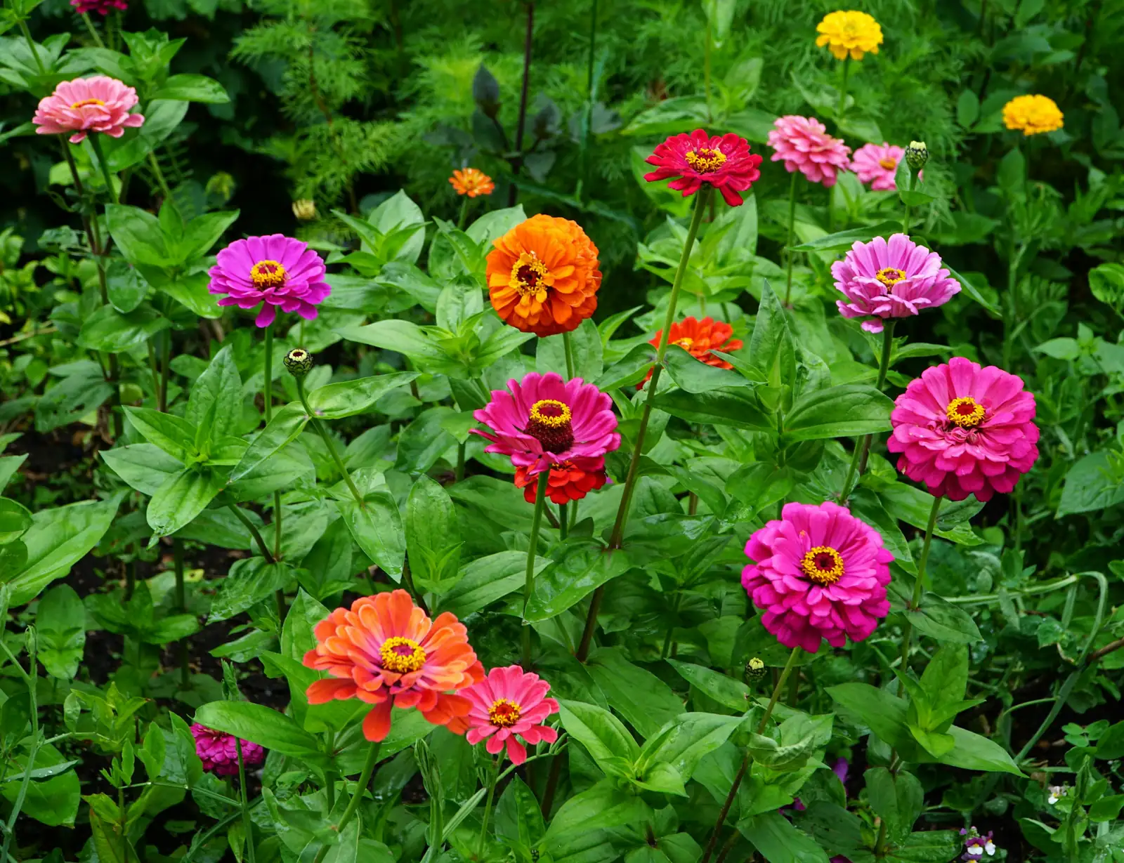 zinnia mixed color varieties