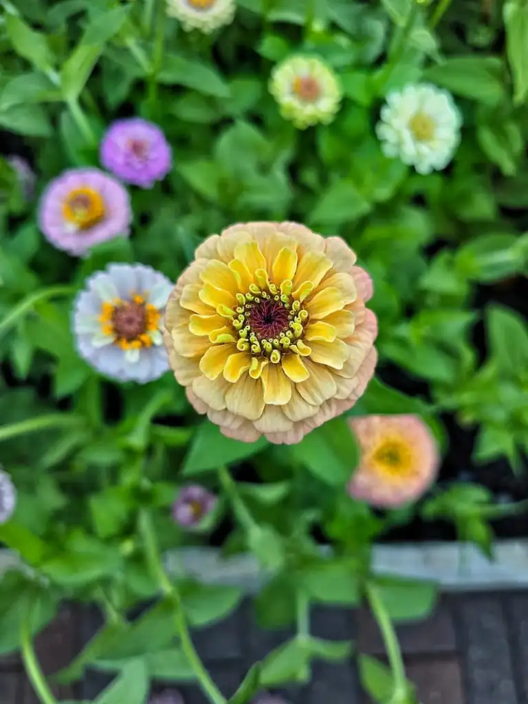 zinnia seedlings in tray