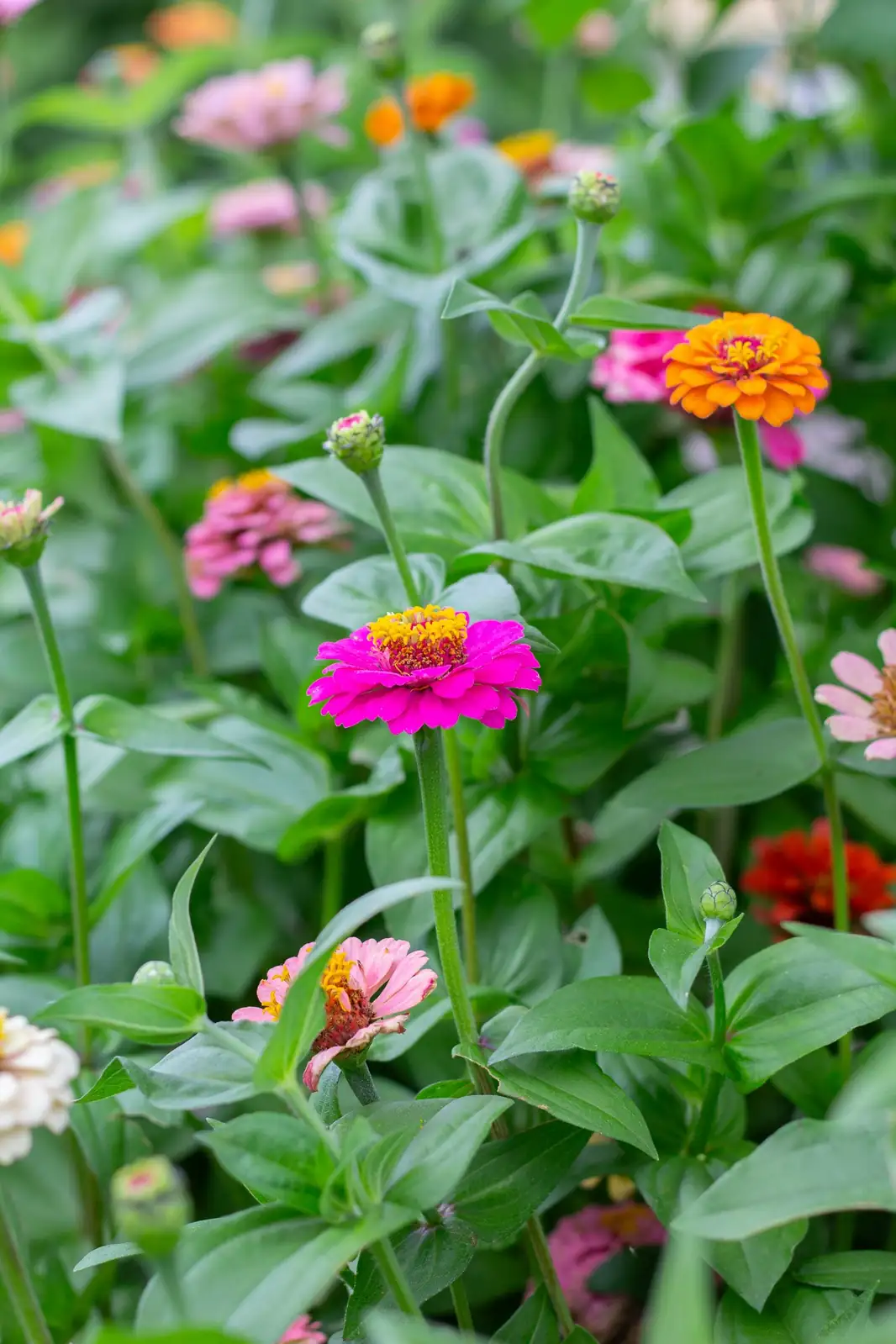 zinnia flowers in sunlight