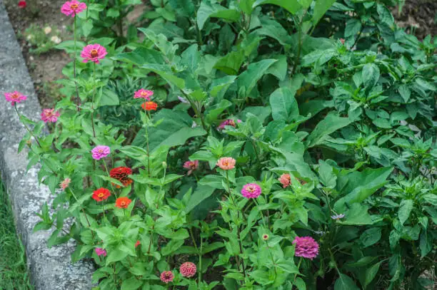 pruning zinnia flowers
