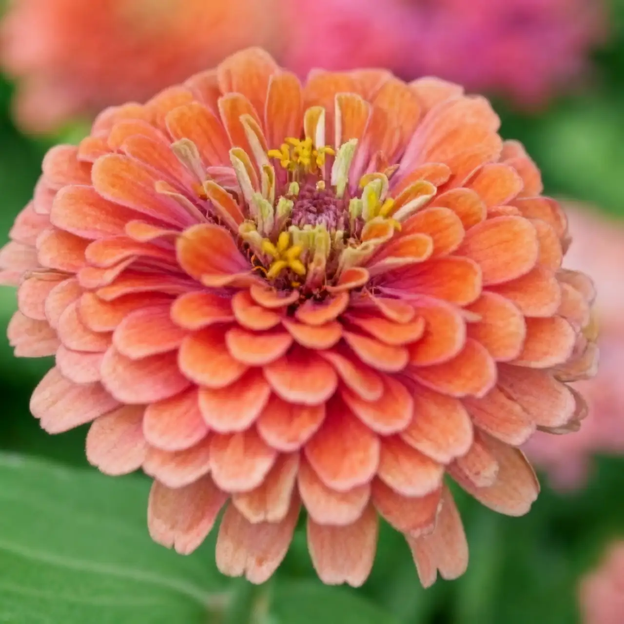 zinnia on windowsill sunlight