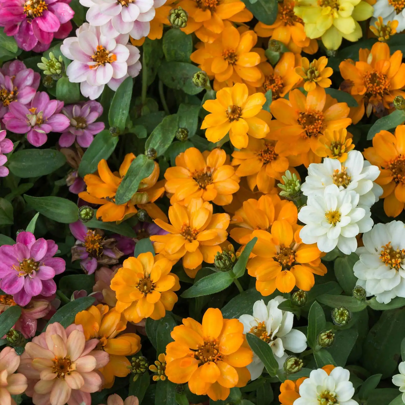 zinnia balcony garden mix