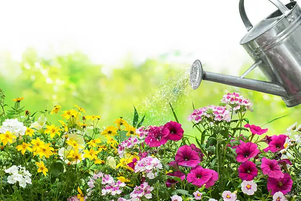 watering balloon flower garden