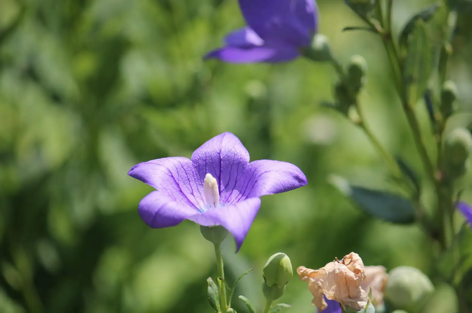 balloon flower seasonal care