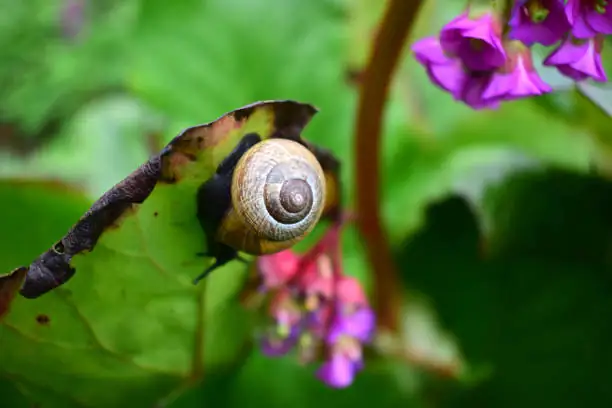 snail on balloon flower leaf