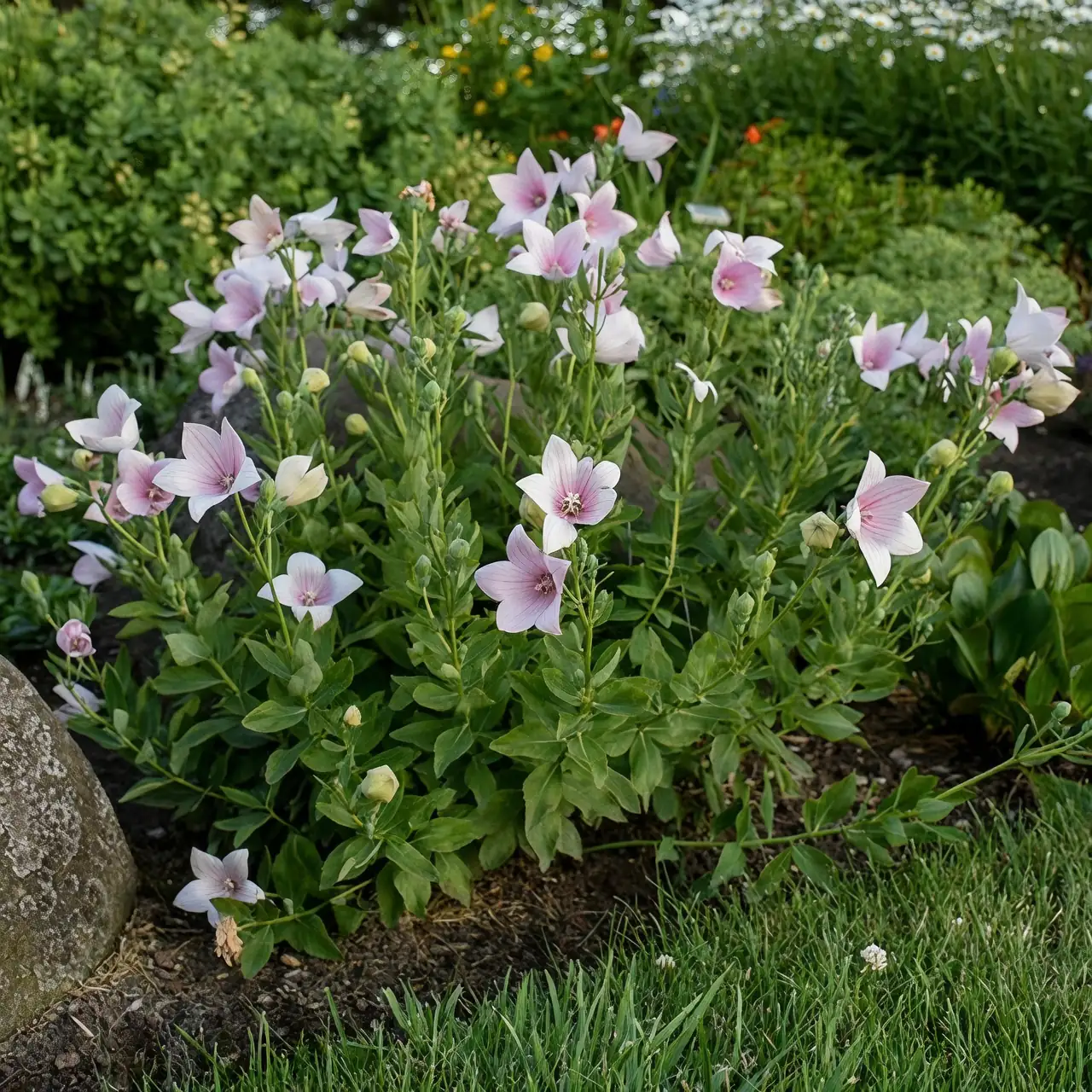 healthy balloon flower garden