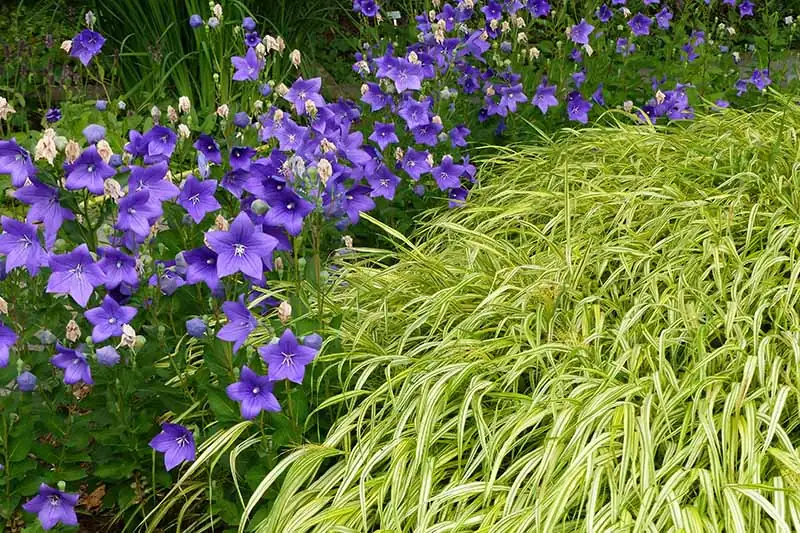 balloon flower garden landscape