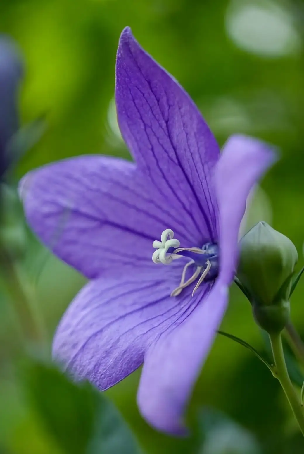 balloon flower blooming process