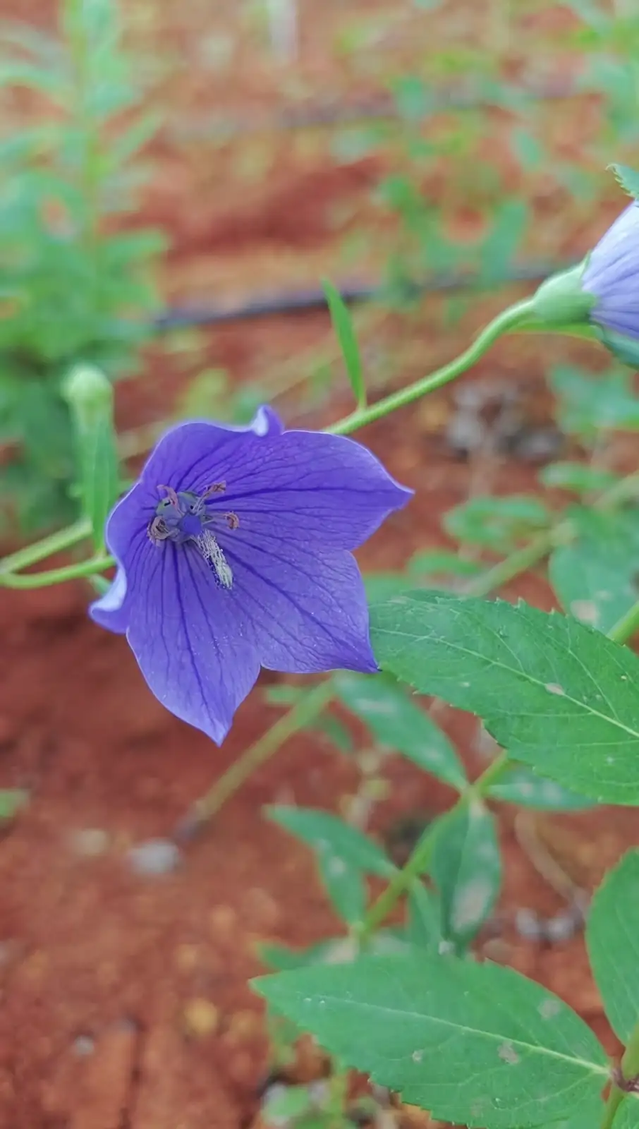 balloon flower in garden setting