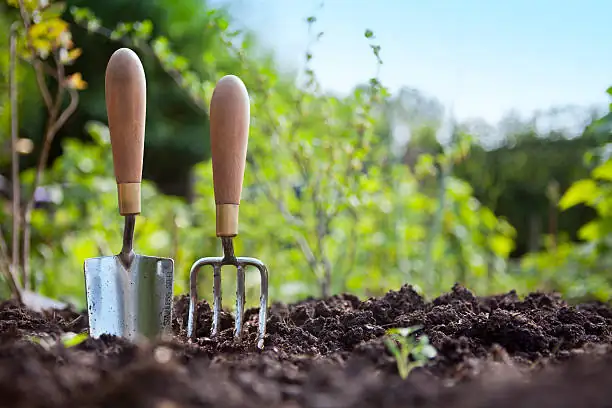 balloon flower care tools and soil