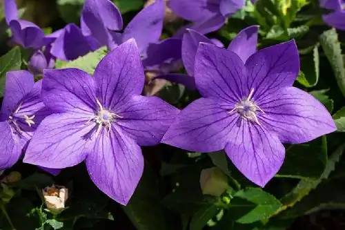 balloon flower blooming process