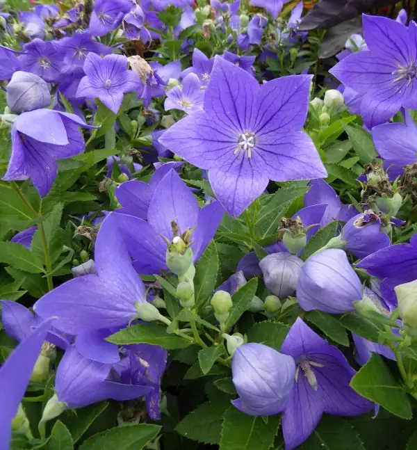 balloon flower in Japanese garden