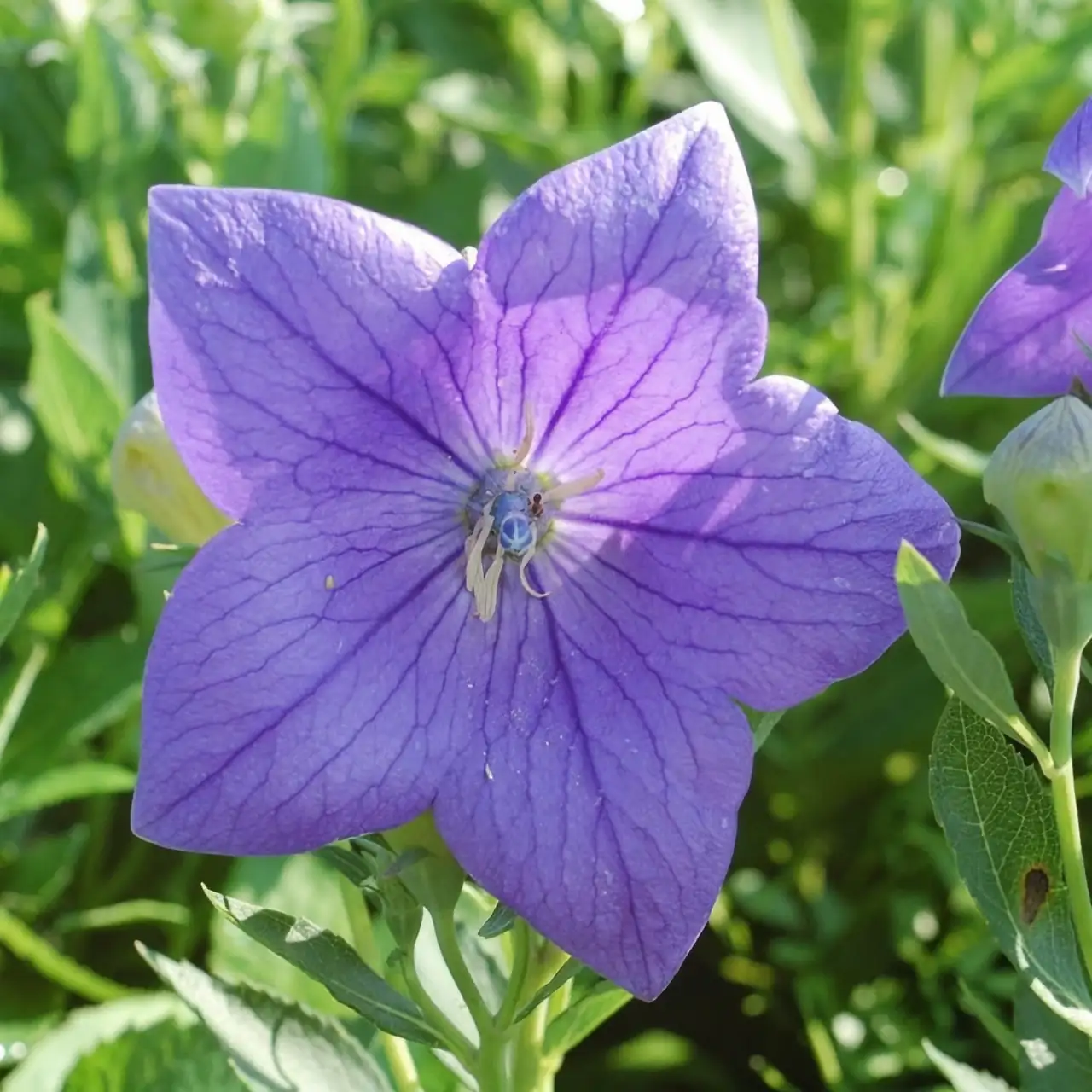 dwarf balloon flower windowsill