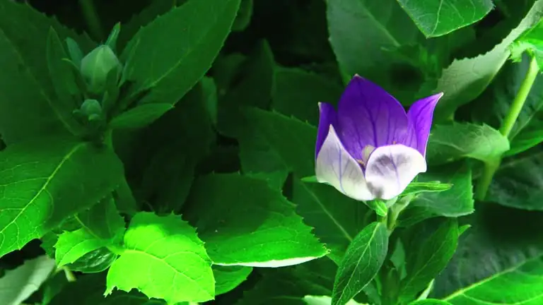 balloon flower seedling care