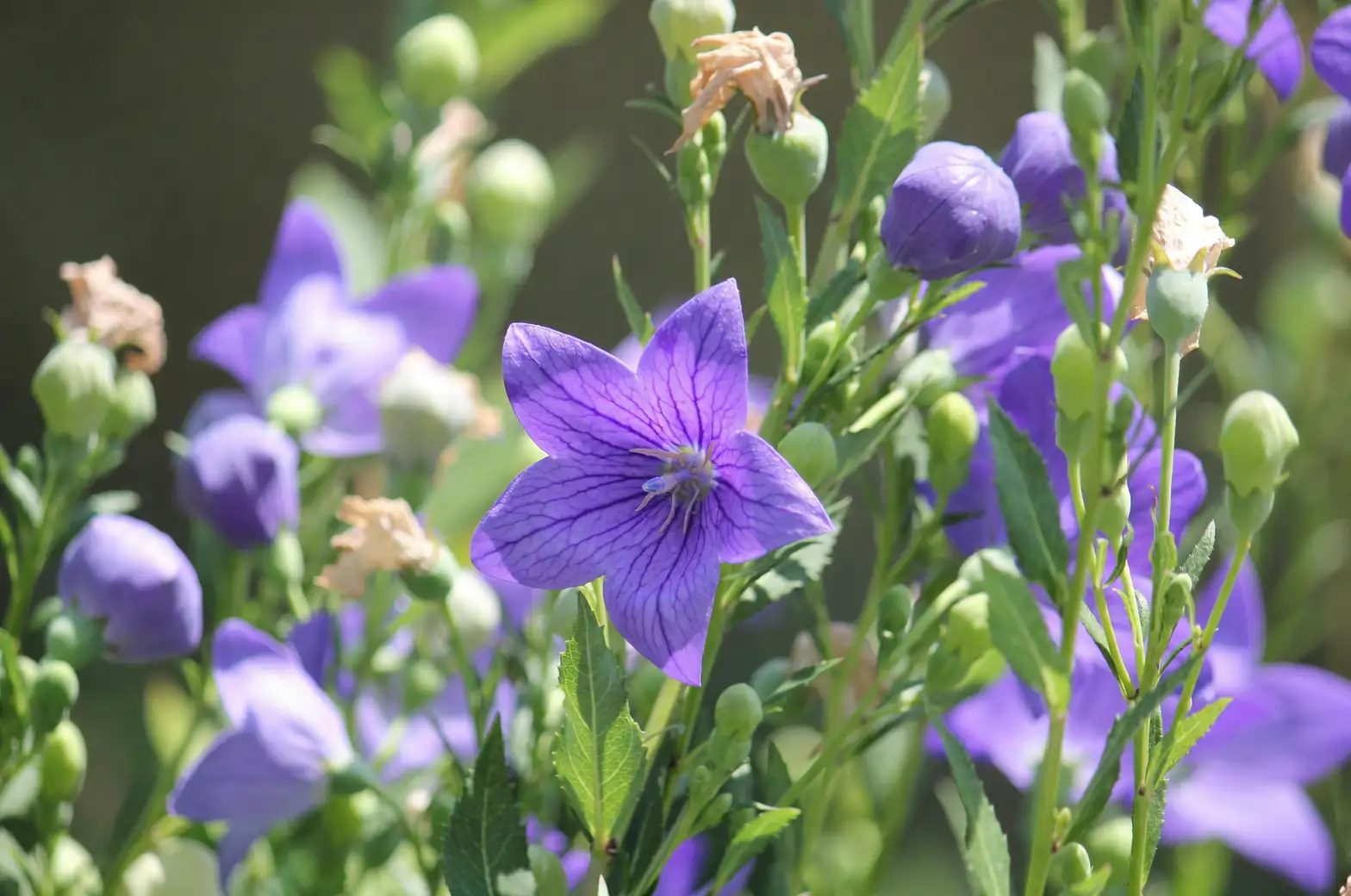 balloon flower sunlight exposure