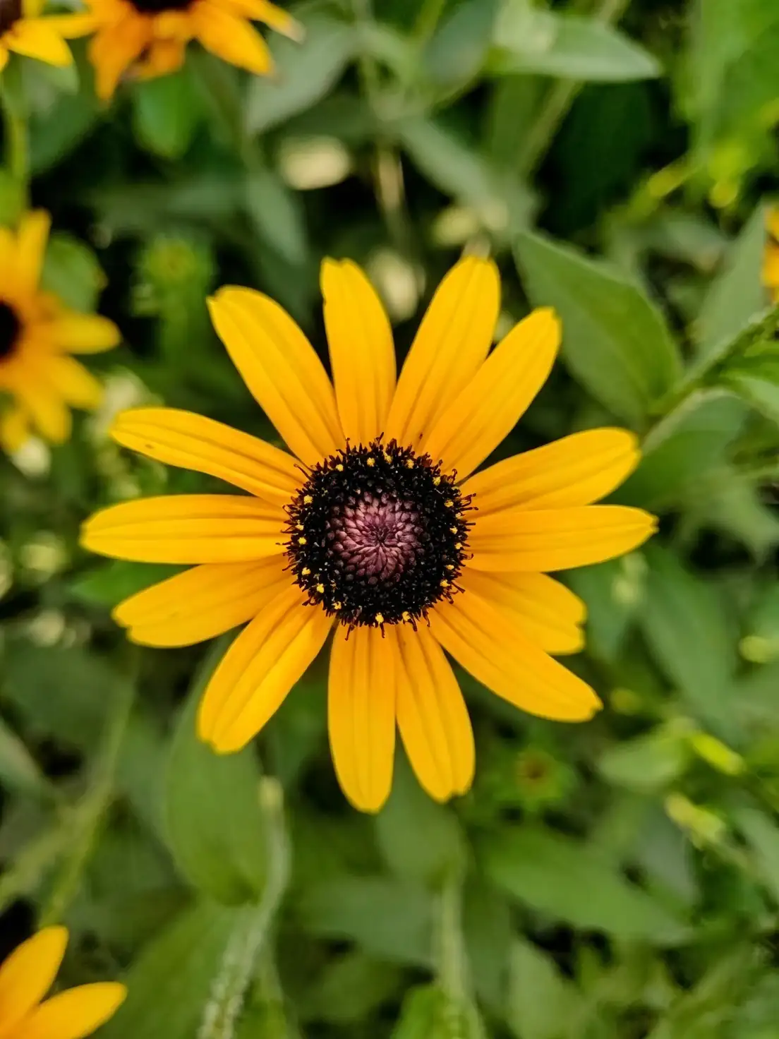 black-eyed susan planting location