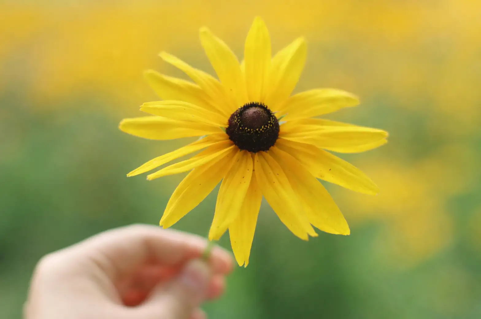 watering black-eyed susan soil
