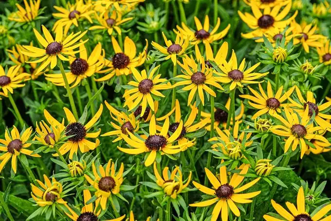 black-eyed susan pest control