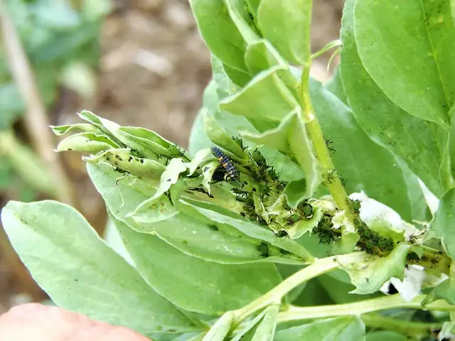 aphids on plant leaves