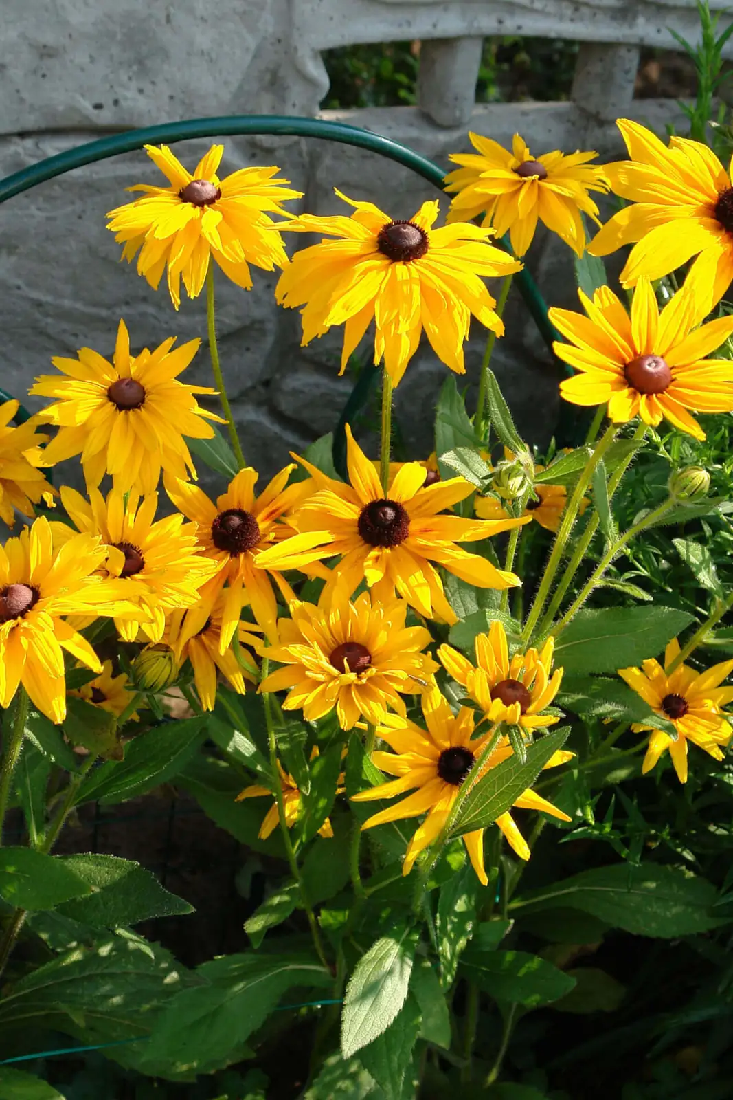 healthy black-eyed susan plant