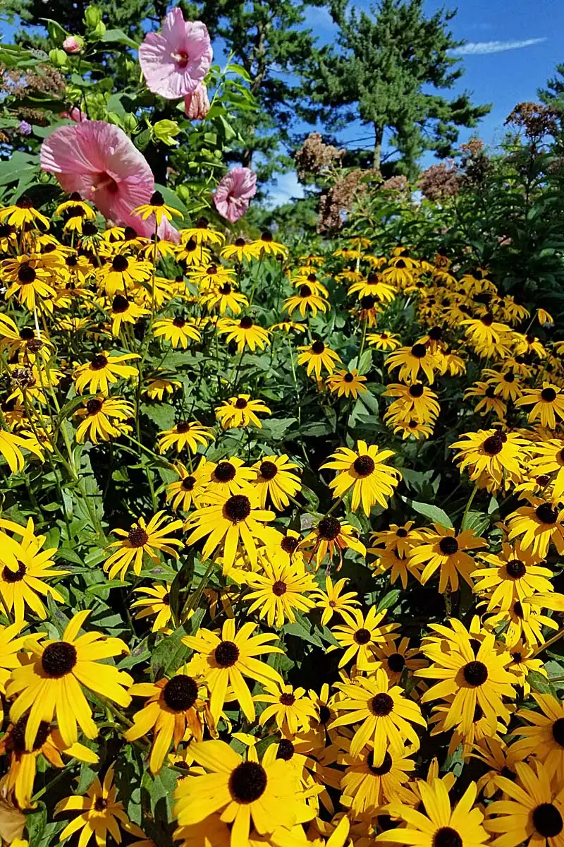 black-eyed susan field in sunlight