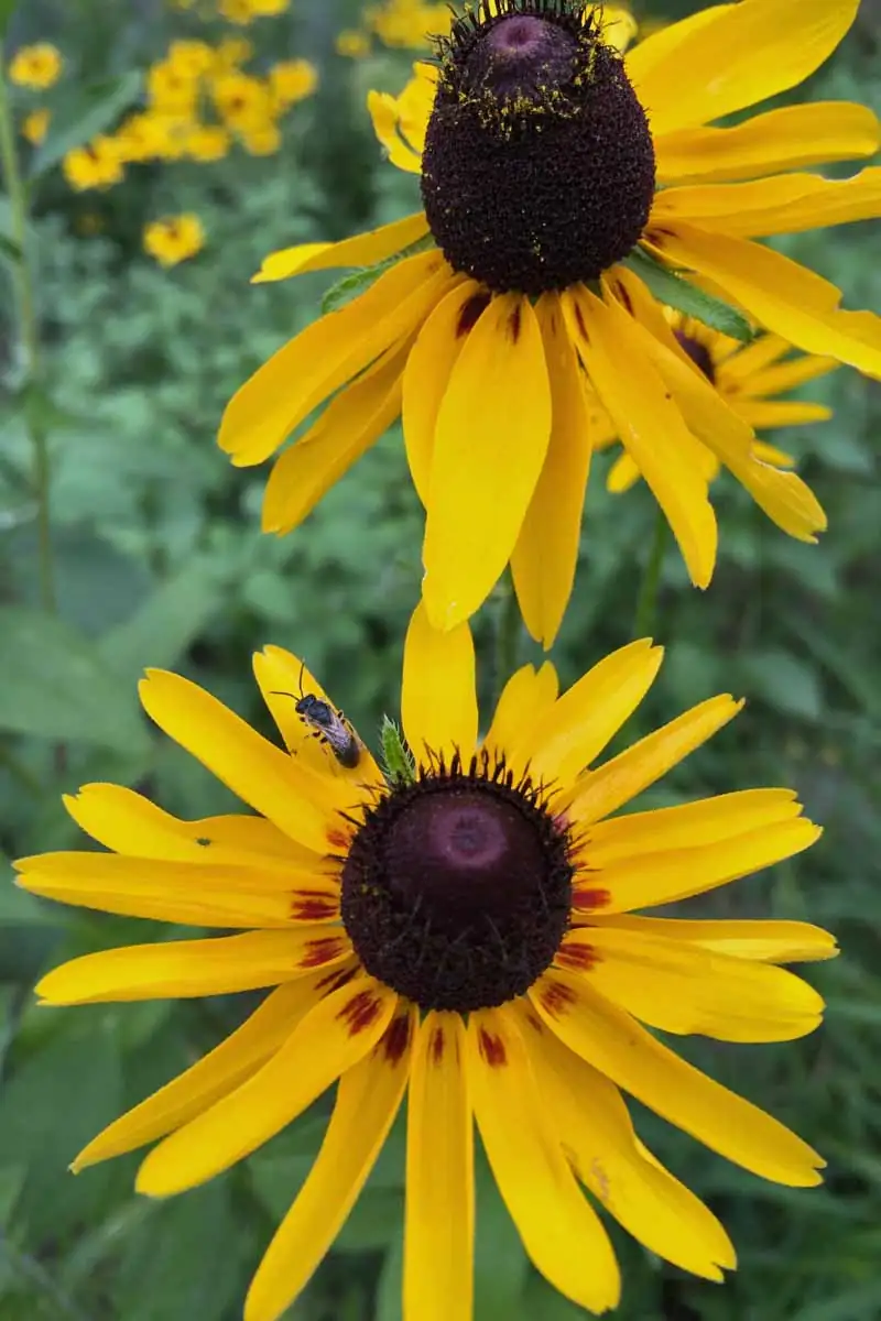black-eyed susan attracting bees