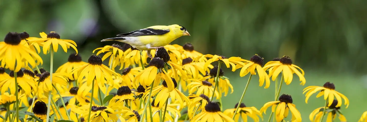goldfinch eating black-eyed susan seeds