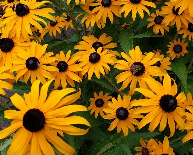 bee pollinating black-eyed susan