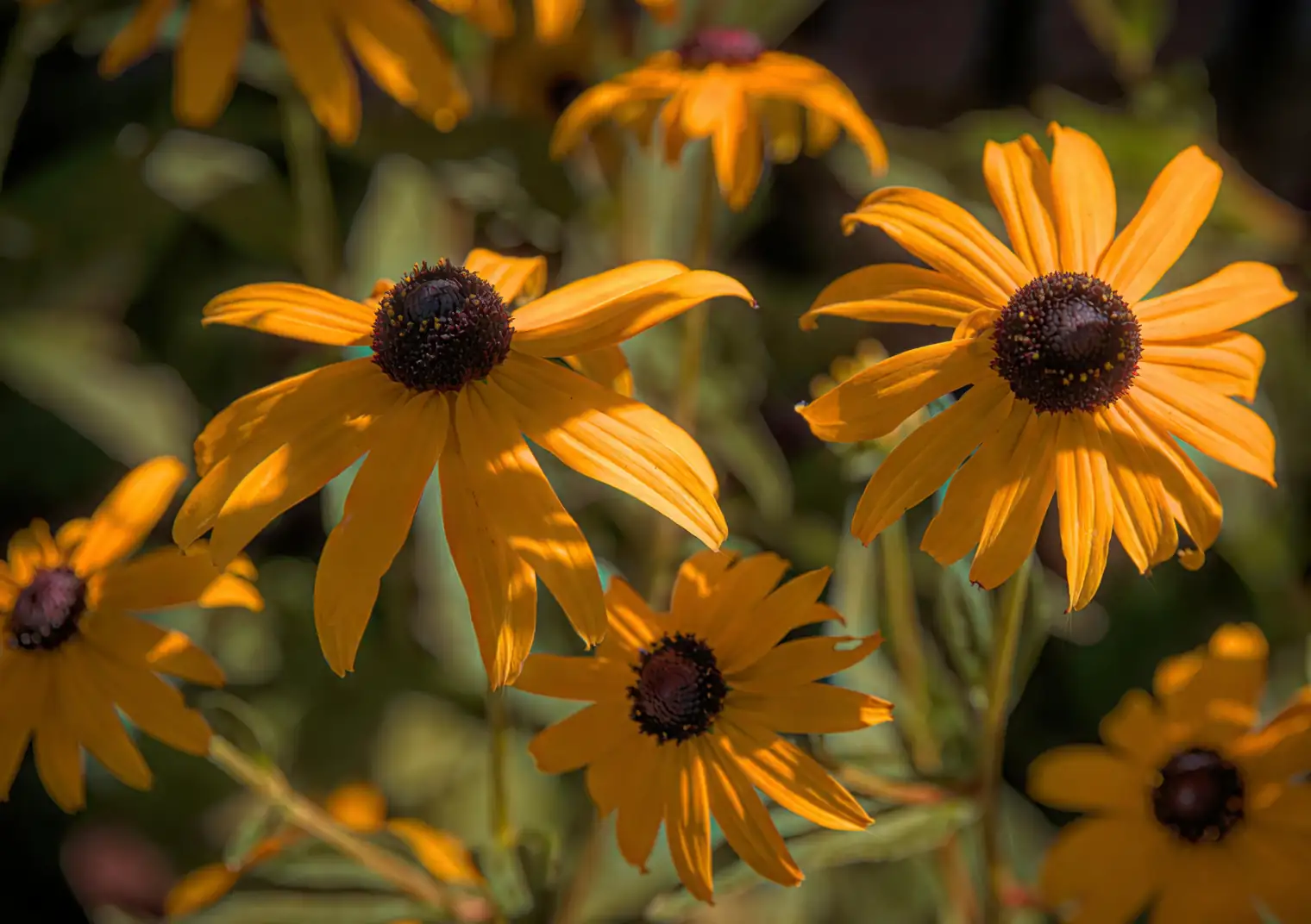 black-eyed susan planting care