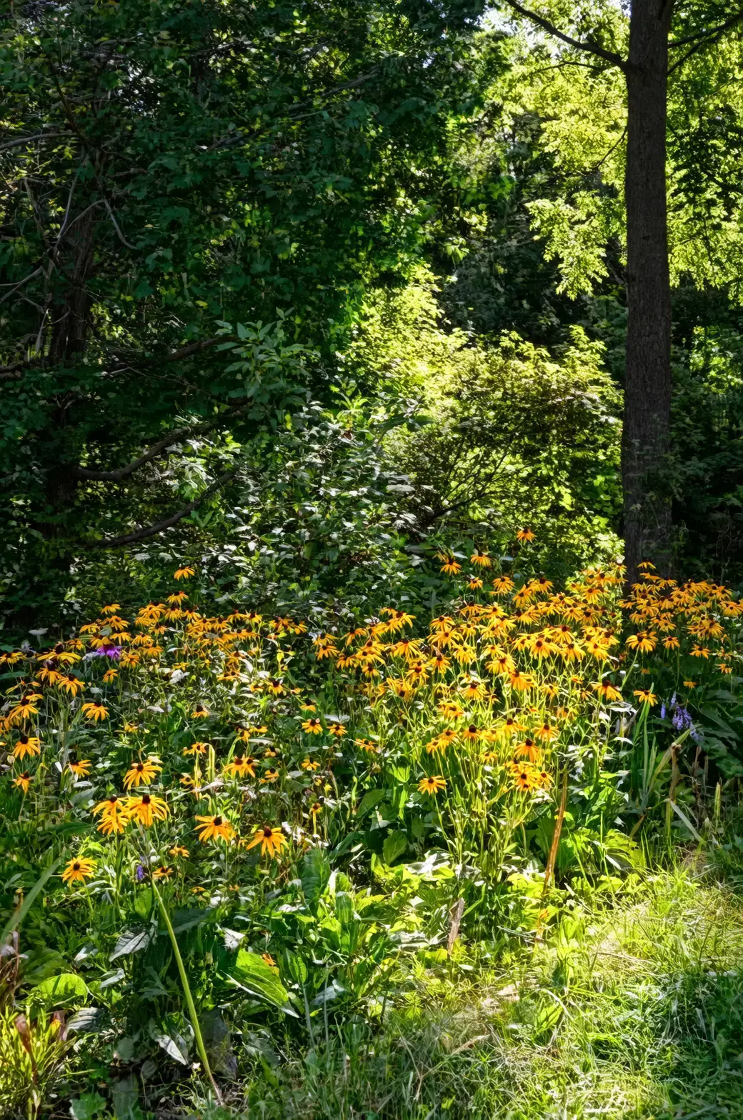 black-eyed susan garden landscape