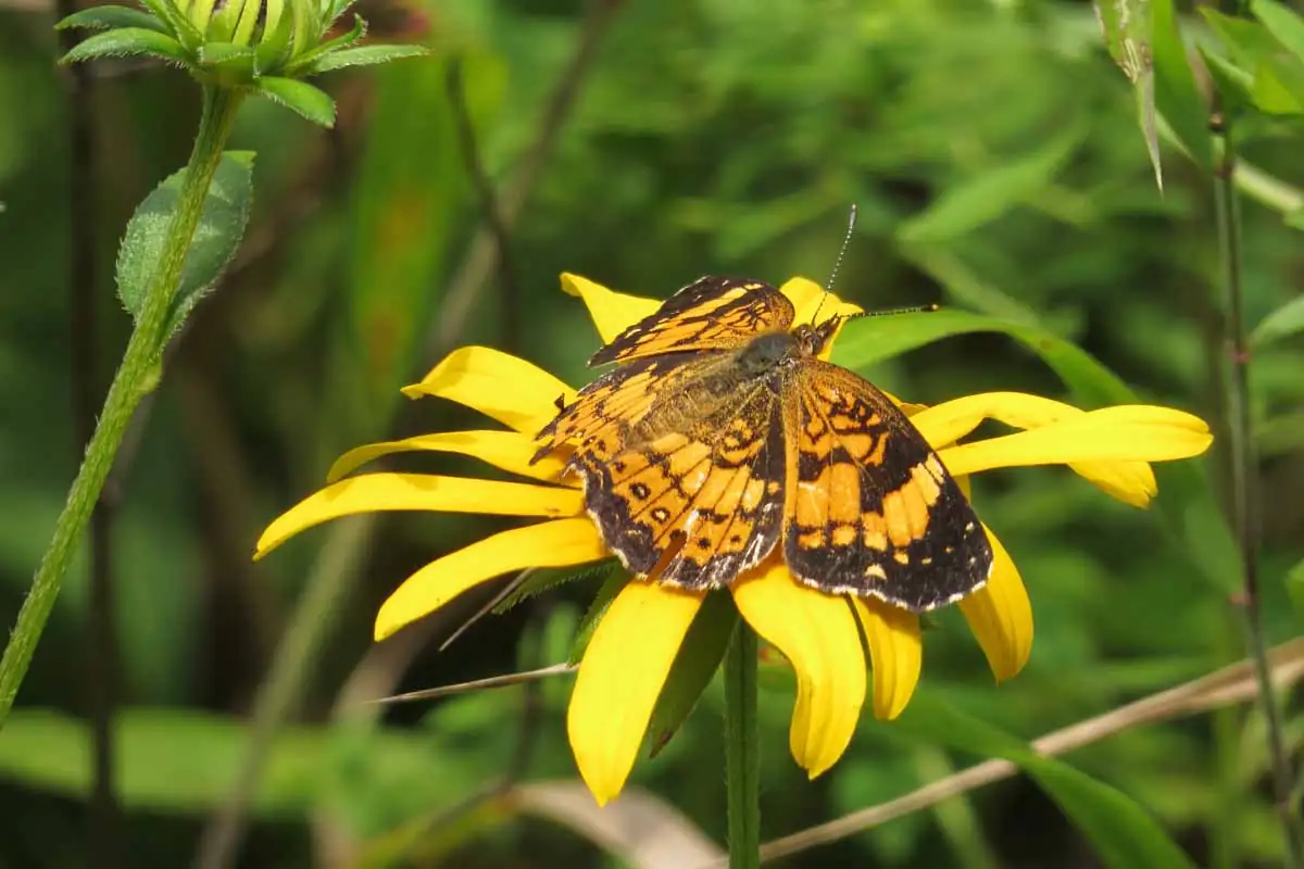 black-eyed susan wildlife interaction